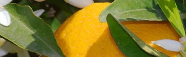 Orange Blossom Day Care