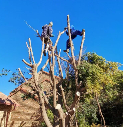 Tree Felling Centurion