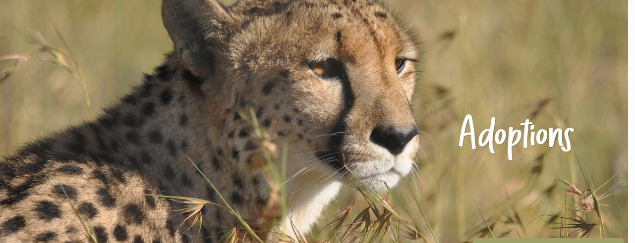Ann van Dyk Cheetah Centre logo